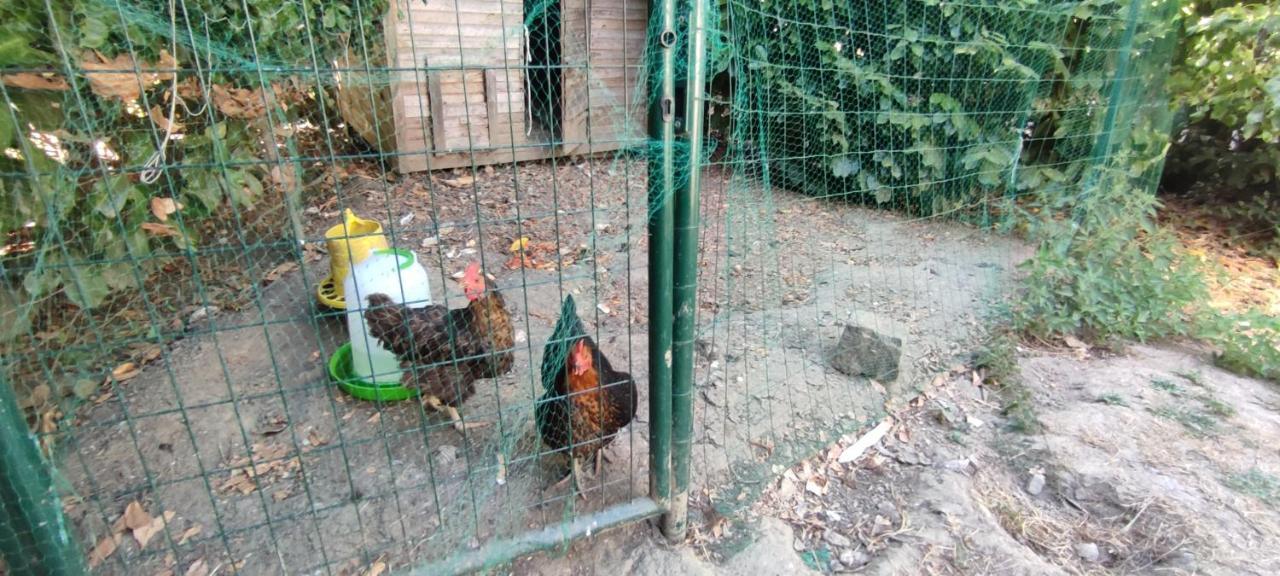 La Demeure Du Figuier Villa Évran Exteriör bild